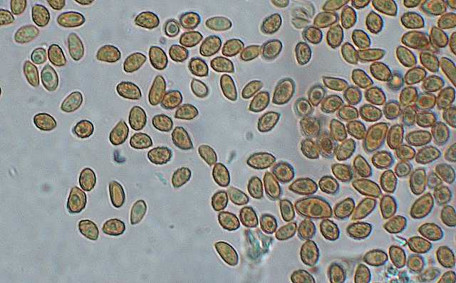 Galerina lillipuziana